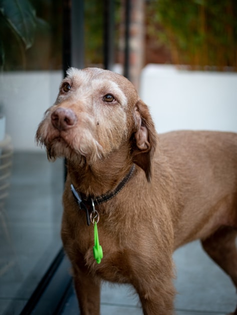 Common Pet Health Issues