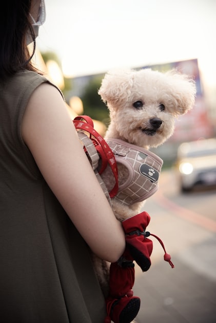 The Importance of Regular Vet Visits