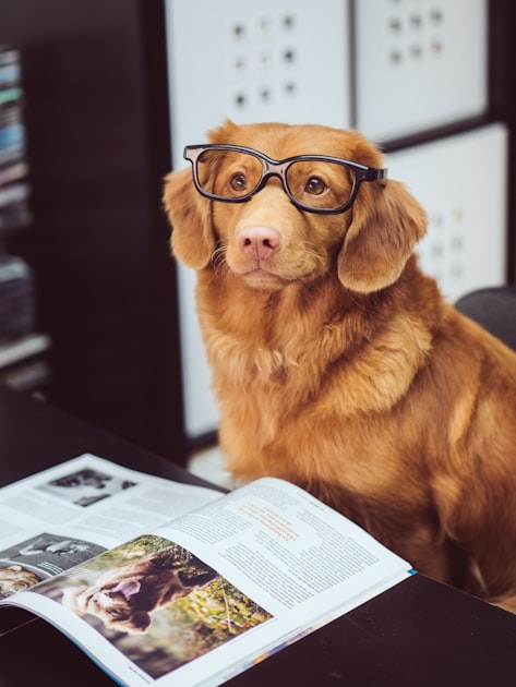 Understanding Pet Nutrition